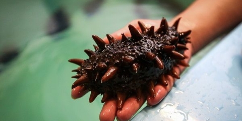 Šta liječi trepang na medu