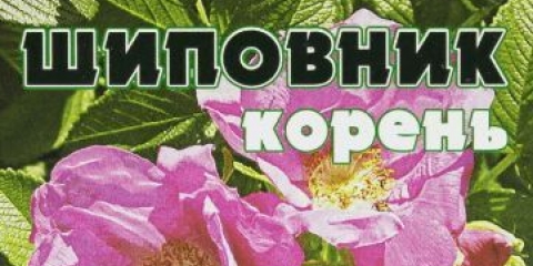 Što pomaže i korisna svojstva korijena šipka