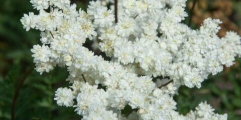 Od čega pomaže livada (livada): fotografija, upotreba u tradicionalnoj medicini