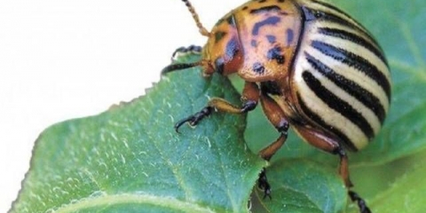 Od koloradske zlatice senf i ocat: recenzije