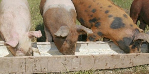 Tov prasadi za meso kod kuće, kako hraniti prasad