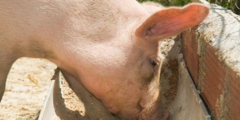 Tov svinja: najefikasnije metode