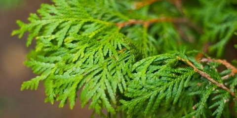 Razlika između tuje i čempresa