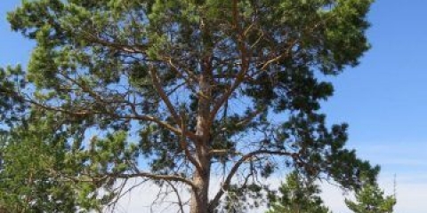 Razlike između smreke i bora