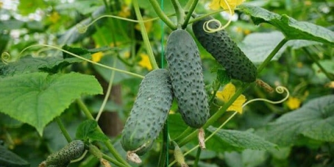 Razlike i karakteristike beze krastavaca