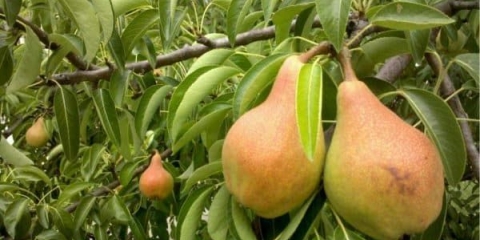 Razlike ruske ljepote od ostalih jesenjih sorti krušaka