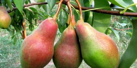 Razlike sorte kruške talgar beauty od ostalih sorti
