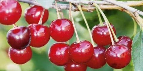 Razlike sorti trešnje standardni ural od ostalih sorti