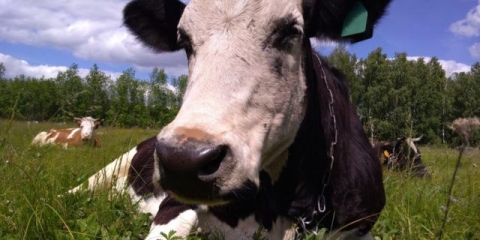 Trovanje krava: simptomi i liječenje