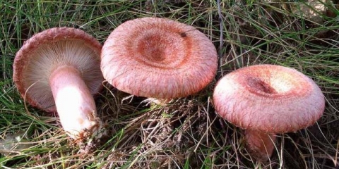 Trovanje talasima: simptomi i znaci