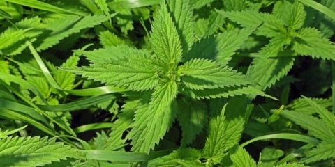 Uvarak i maska ​​od koprive za lice: korisna svojstva, primjena, recenzije