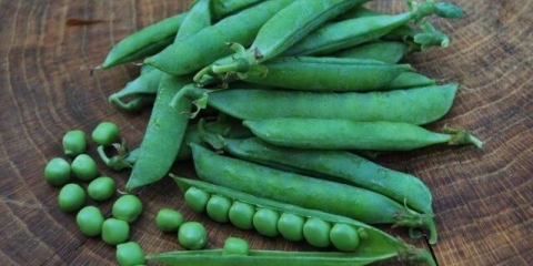 Grašak od povrća ambrozije: opis sorte, sadnja