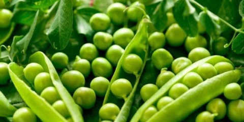 Grašak od povrća oscar agro: opis sorte sa fotografijom