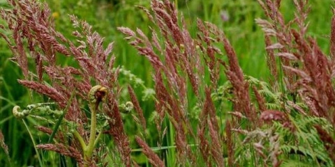 Crveni vlasuljak: opis, karakteristike i opseg