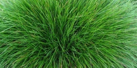 Vlasulja: livada, trska, crvena, opis sorti