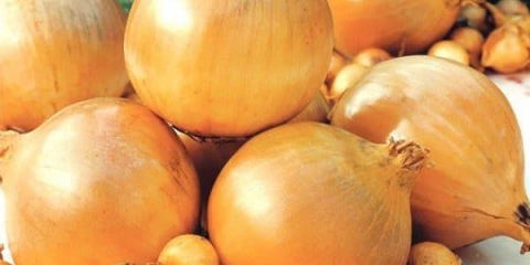 Zimski set luka shakespeare - opis sorte, sadnja i njega