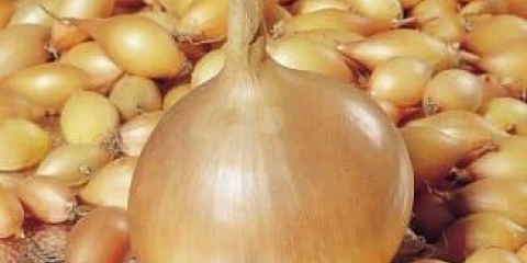 Ozimi luk - tehnologija uzgoja na otvorenom, 7 popularnih sorti