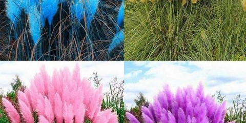 Pampas trava: opis, sadnja i njega