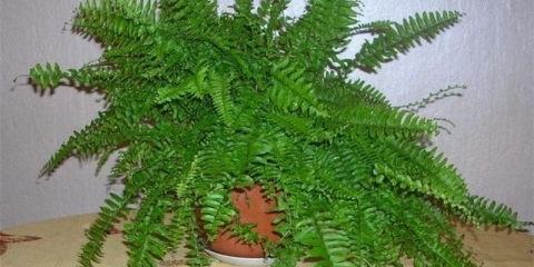 Fern home: njega i uzgoj