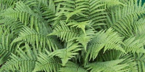 Štit paprati (muški): fotografija, kako izgleda, gdje raste, reprodukcija