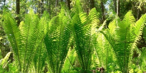 Nojeva paprat (nojevo pero): fotografija, opis