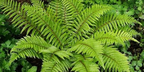 Paprat u vrtu: sadnja i njega