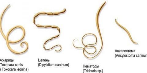 Paraziti kod kunića - simptomi i liječenje, kako liječiti gliste