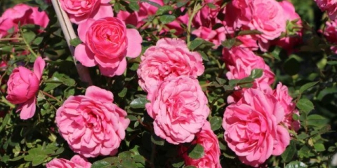 Park čajno-hibridna ruža penjačica eva (eva): sadnja i njega