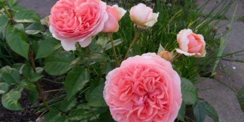 Park hibridna čajna ruža chippendale (chippendale): opis, fotografija, recenzije