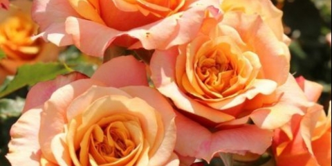 Park ruža cordesa la villa cotta (la villa cat): opis sorte, fotografija