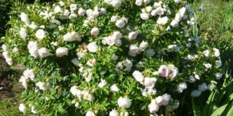 Park ruža louise bagnet: fotografija i opis, recenzije