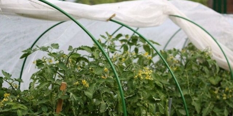 Učinite sami staklenik za paradajz