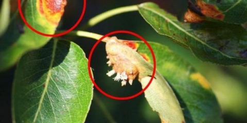 Krasta na kruški: fotografija, opis i liječenje