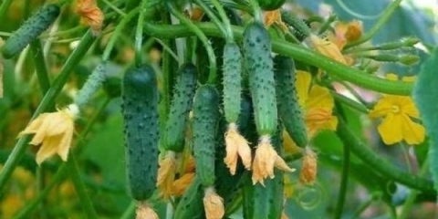 Partenokarpni krastavci: sorte i karakteristike