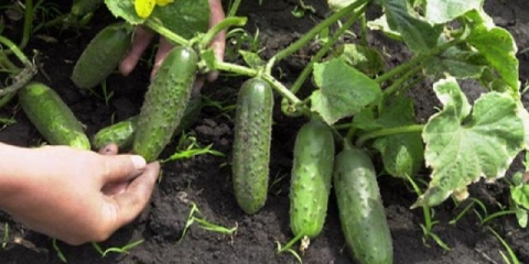 Partenokarpne sorte krastavaca za otvoreno tlo