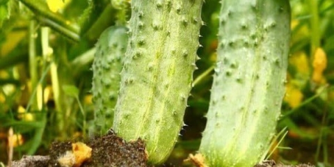 Partenokarpni hibrid krastavaca - kakva je to sorta, gejša, makar