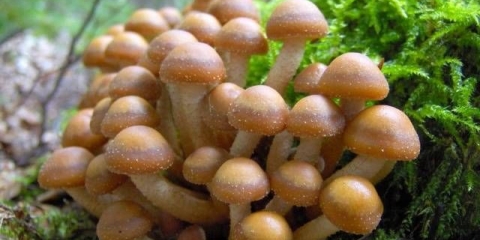 Pašteta od agarika meda