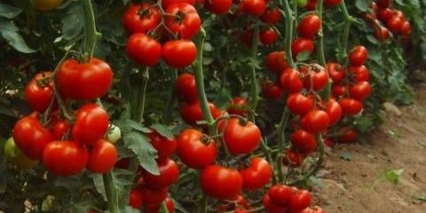 Pasynkovanie i formiranje grma paradajza u stakleniku: shema