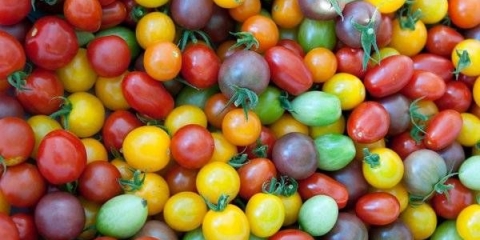 Pasynkovanie i formiranje cherry paradajza u stakleniku