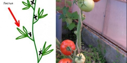 Pasynkovanie neodređenih paradajza