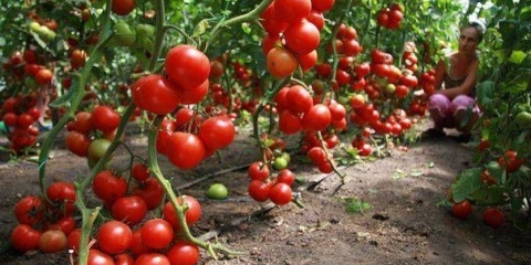 Pasynkovanie paradajz + video