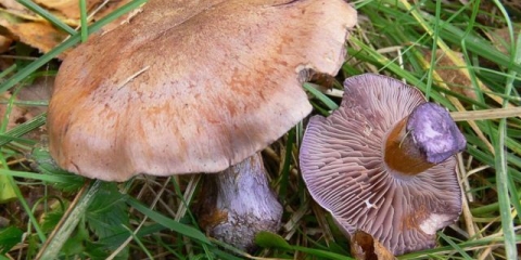 Grimizna paučina: fotografija i opis