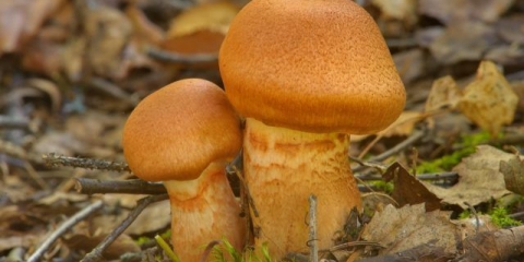 Narukvica od paučine (crvena paučina): fotografija i opis