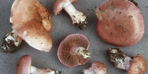 Hrastova paučina (promjena): fotografija i opis