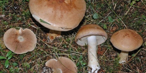 Paučina s plavim pojasom (plavo pojasom): fotografija i opis