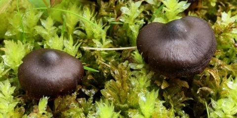 Jarko crvena paučina: fotografija i opis