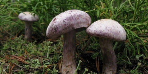 Kamfor od paučine: fotografija i opis