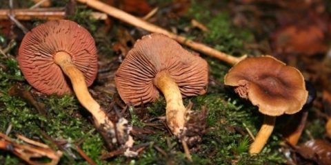 Krvastocrvenkasta paučina (crvena ploča): fotografija i opis