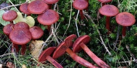 Krvavocrvena paučina: fotografija i opis