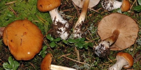 Paučina raznolika: fotografija i opis